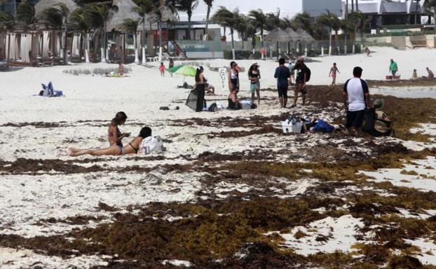 Algas gigantes invaden el Caribe y amenazan las playas de Cancún