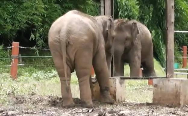 Un elefante del zoo del Bronx depende de un tribunal de Nueva York para ser libre