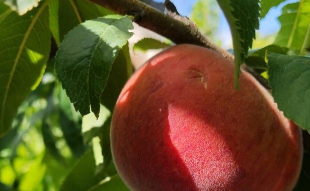 El pedrisco vuelve a dañar las frutas en la Ribera