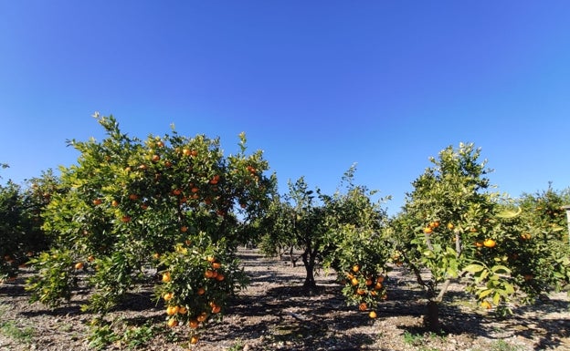 El descenso en la producción de naranjas eleva su precio hasta siete euros por arroba