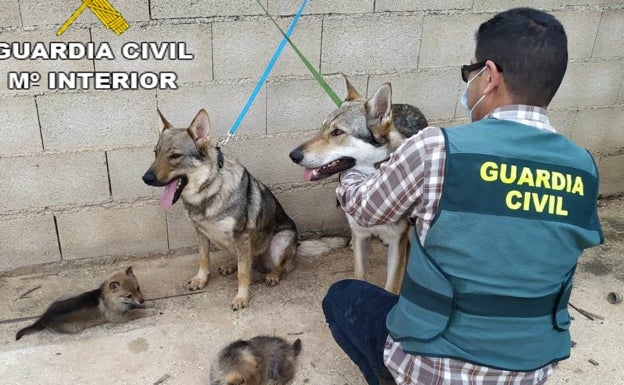 Roban seis perros lobo en Barx para venderlos de forma ilegal