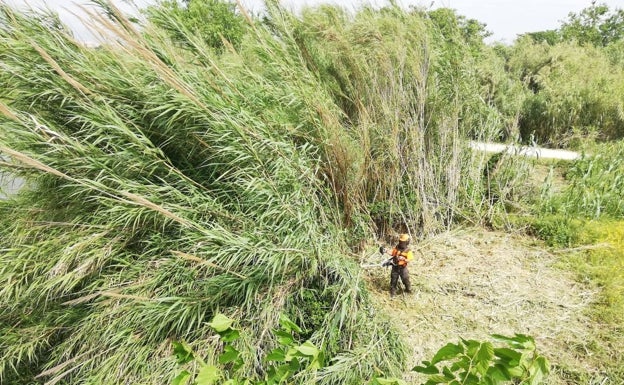 Lucha contra las cañas invasoras en el río Turia a su paso por Quart de Poblet