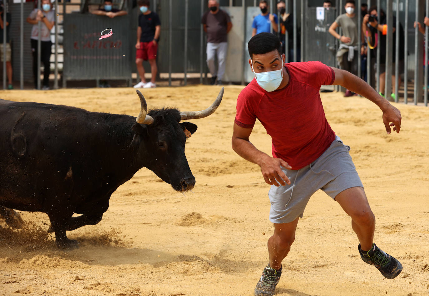 Vuelven los bous al carrer en Meliana