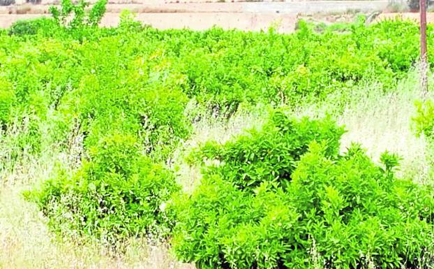 Antifraude investiga el sobreprecio de un terreno comprado en el plan Porxinos