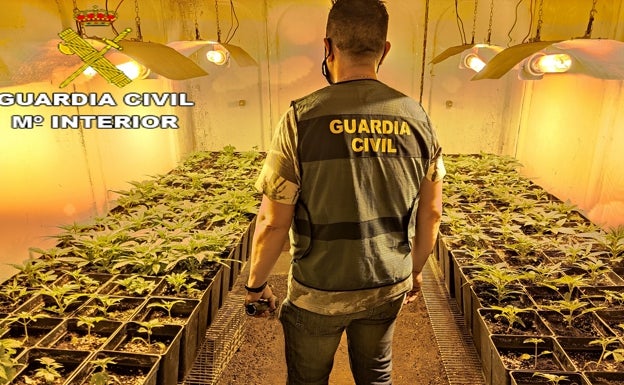 Detenido un hombre por cultivar marihuana en un antigua granja de conejos en Montesa