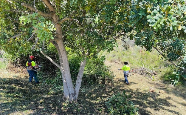 Serra empieza a limpiar sus barrancos