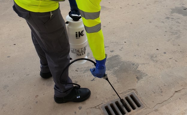 Carlet combate las plagas de insectos