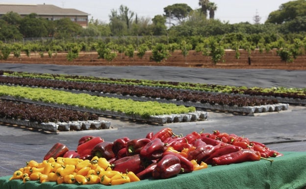 Agricultura más intensiva y sostenible