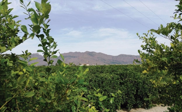 Un jardín vertebrado por el río Segura