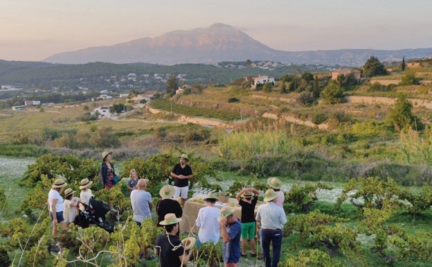 El paso hacia una uva ecológica