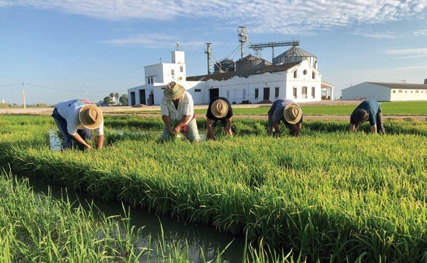 La cultura del arroz en l'Albufera