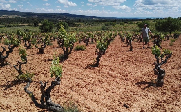 Viticultura ecológica en pleno crecimiento