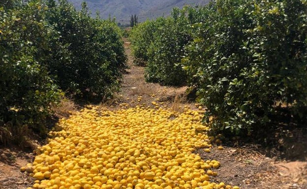 La Unió alerta de la campaña «desastrosa» en el limón por la caída de los precios