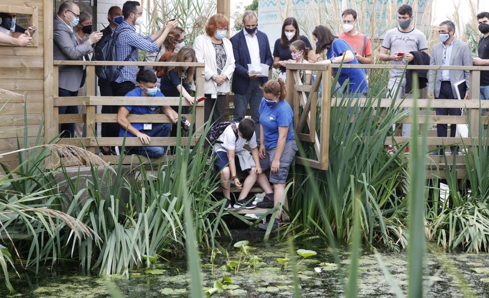 Suelta de tortugas en l'Oceanogràfic