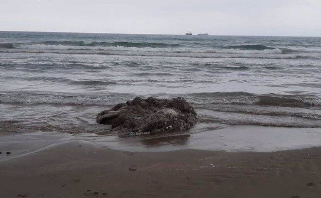 Aparece un calamar gigante en una playa de la Comunitat