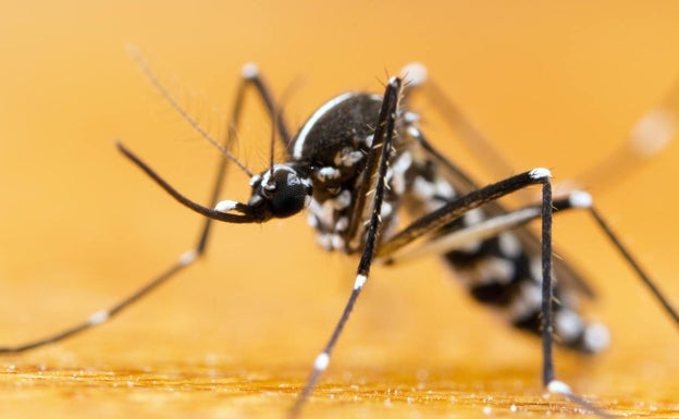 El mosquito tigre más caro del mundo