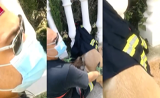 Liberan a un perro cuya cabeza había quedado atrapada en una balaustrada en Orihuela