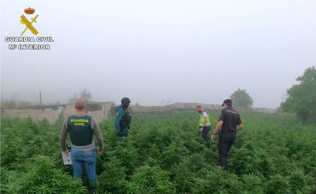 Desmantelan una banda con casi 15.000 plantas de marihuana en el interior de la provincia de Alicante