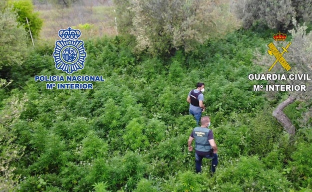 25 detenidos en l'Alcoià y el Comtat por la incautación de cuatro plantaciones de marihuana