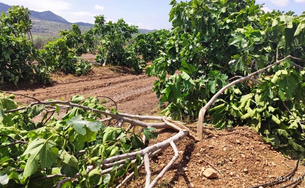 El granizo y el viento arrasan en media hora nueve millones de kilos de uva en el Medio Vinalopó