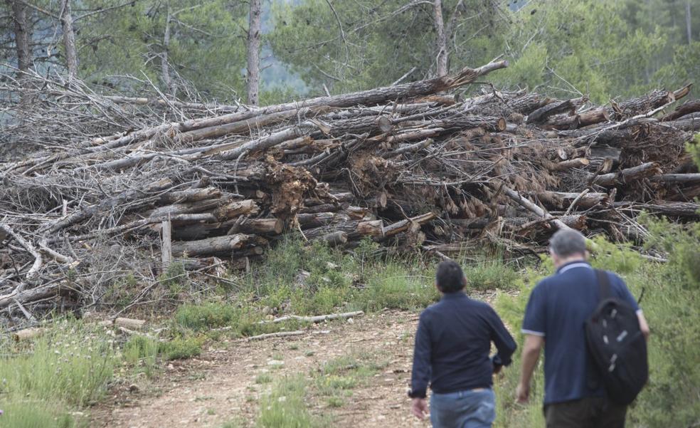 Un verano de alto riesgo para el monte
