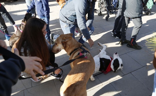 Bioparc organiza un desfile para adoptar perros sin hogar