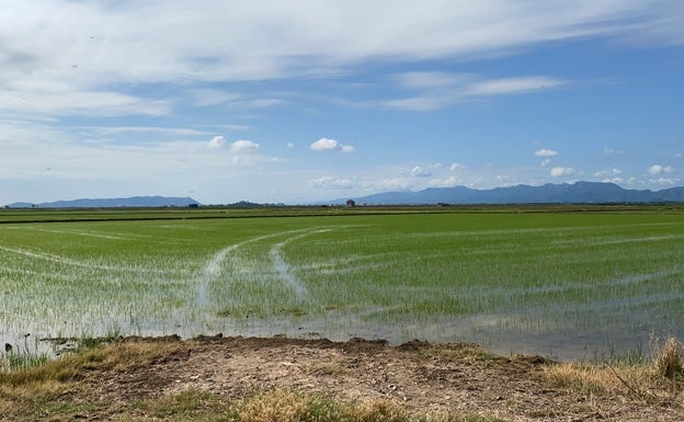 Los sindicatos agrarios denuncian la «insensibilidad» del Ministerio de Agricultura al no autorizar un herbicida para el arroz