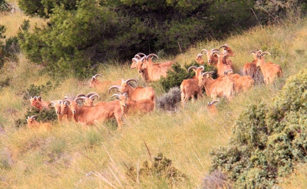 Una asociación denuncia el «exterminio» del arruí en l'Alcoià