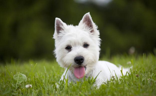 Así es el perro preferido en los hogares españoles