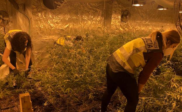 Desmantelada en Godelleta una plantación de marihuana con má de 2.000 plantas