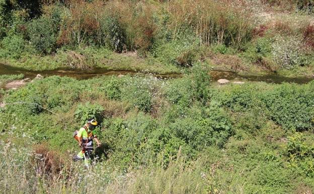 Picassent realiza el mantenimiento del barranco para evitar la proliferación de cañas invasoras