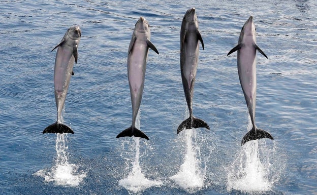 Vuelve el verano al Oceanogràfic