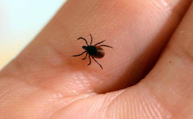 Aumenta la incidencia de la garrapata en la Comunitat y en algunas zonas la situación es «preocupante»