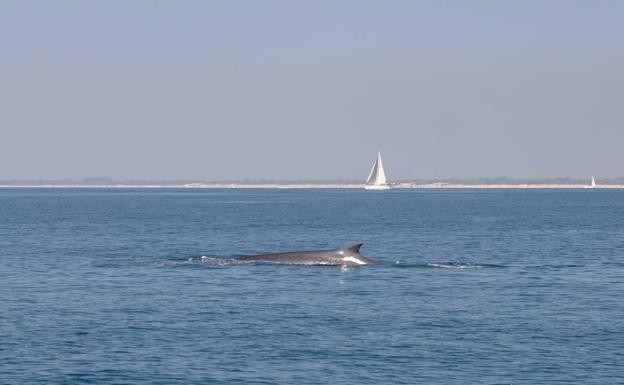 Avistan un cetáceo en las aguas del Puerto de Valencia y Pinedo