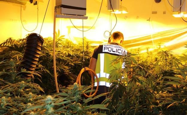 La Policía desarticula una banda que cultivaba marihuana en chalets de Paterna y Ribarroja