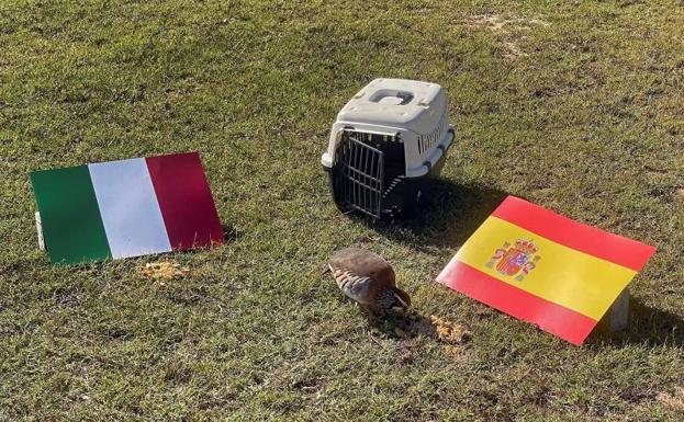 La perdiz valenciana Tako predice el resultado de España en la semifinal de la Eurocopa contra Italia