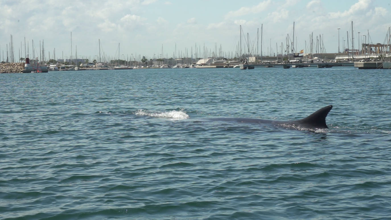 Una ballena de 18 metros queda atrapada en el Club Náutico de Valencia