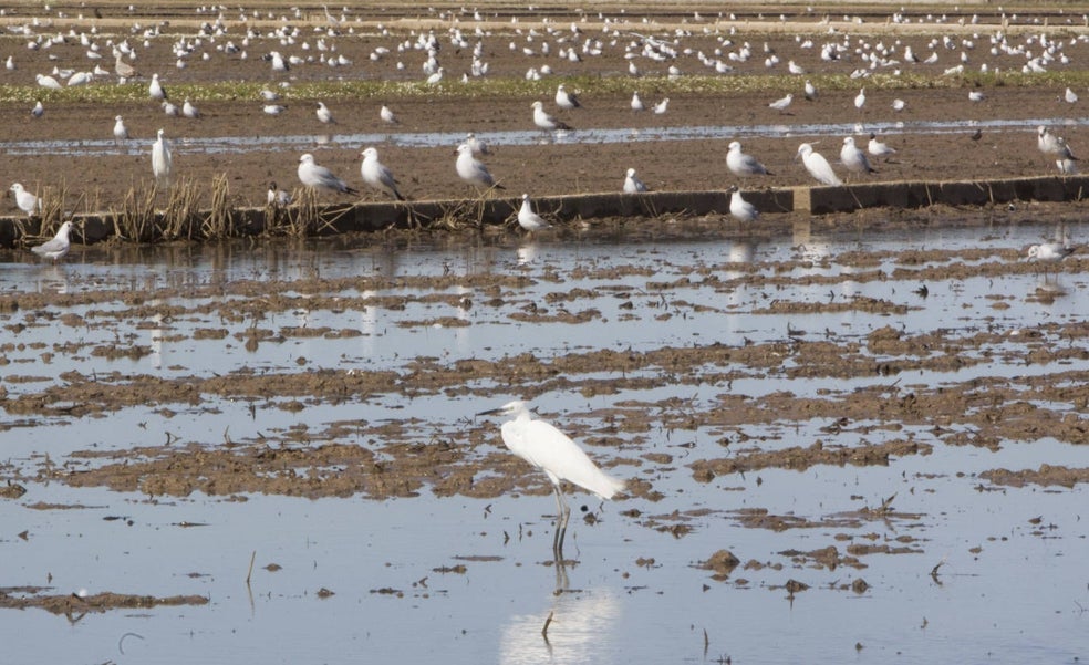 Decálogo para salvar la Albufera