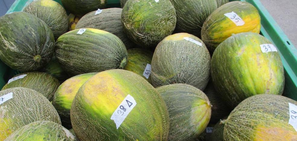 Cómo elegir un buen melón - Vimarsana News