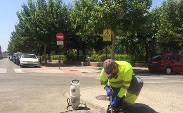 Los técnicos revisan todos los imbornales de Alzira para detectar larvas de mosquito tigre