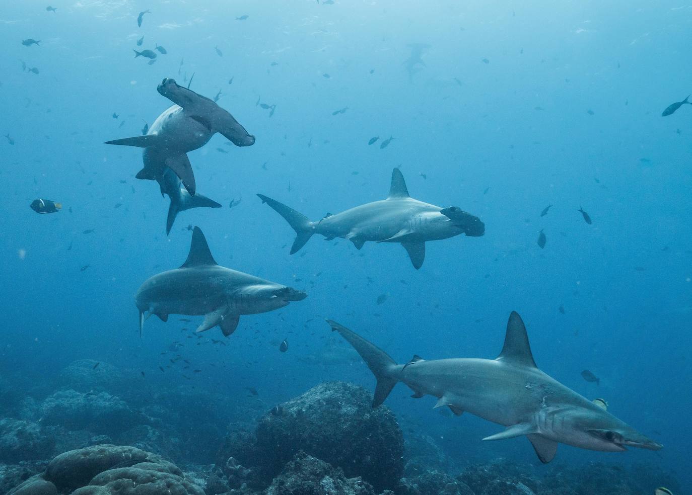 El enigmático viaje de 4.000 kilómetros de un tiburón martillo
