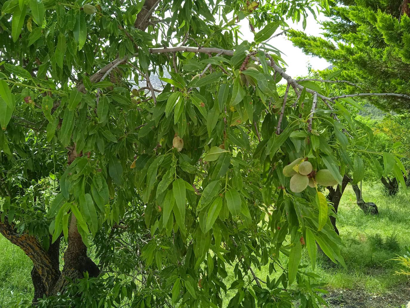 La Xylella llega a la provincia de Valencia