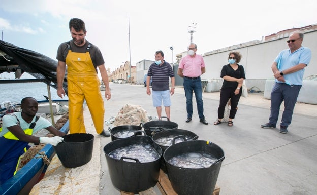 16 barcos de Gandia retiran medusas de la playa para facilitar el baño a turistas y limpiar la costa