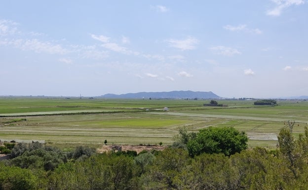 El sector arrocero espera una merma en la producción por el retraso de la siembra