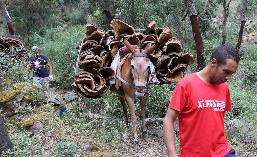 Corcho valenciano para los grandes vinos