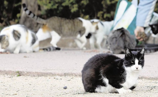 Torrado exige la aceleración del plan de esterilización para las 600 colonias de gatos que existen en Valencia