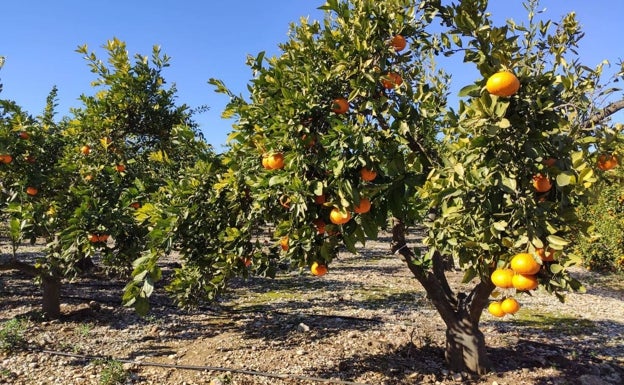 Los fondos de inversión se lanzan a por el sector agroalimentario valenciano