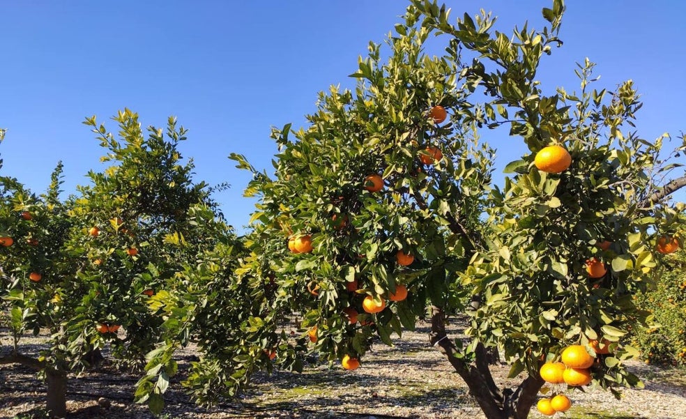 Los fondos de inversión se lanzan a por el sector agroalimentario valenciano