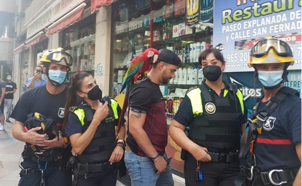 Así ha sido el peculiar rescate de un loro guacamayo de una cornisa en un edificio de Alicante