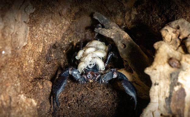 Nuevo vecino en Valencia: nace en el Bioparc el escorpión más grande del mundo